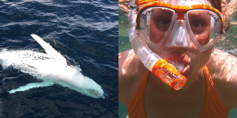 All Inclusive Mirissa Whale & Dolphin Watching + Snorkeling - Before dawn in Mirissa