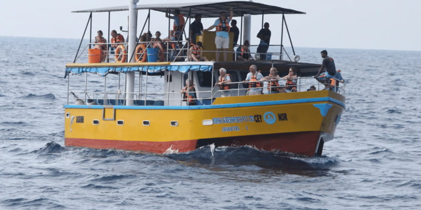All Inclusive Mirissa Whale & Dolphin Watching + Snorkeling - The animal welfare question