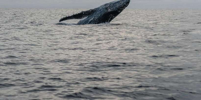 All Inclusive Mirissa Whale & Dolphin Watching + Snorkeling - Turtle snorkeling for 90 minutes