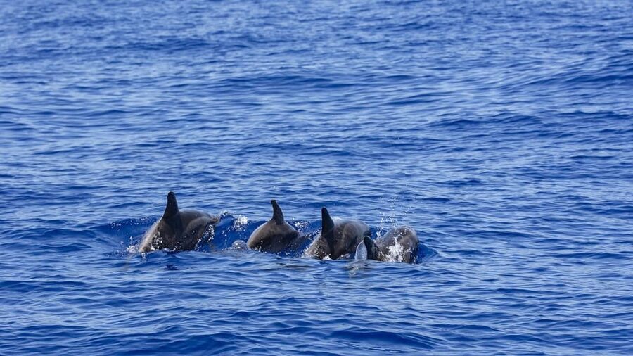All Inclusive Mirissa Whale & Dolphin Watching + Snorkeling - What $145 really buys you