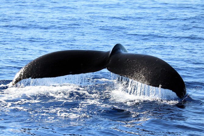 All-Inclusive Sunset Dolphin Watch and Snorkeling Cruise - Snorkeling in clear, warm water