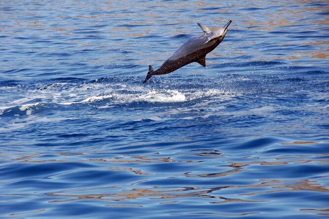 All-Inclusive Sunset Dolphin Watch and Snorkeling Cruise - A Hawaiian-style buffet after the swim