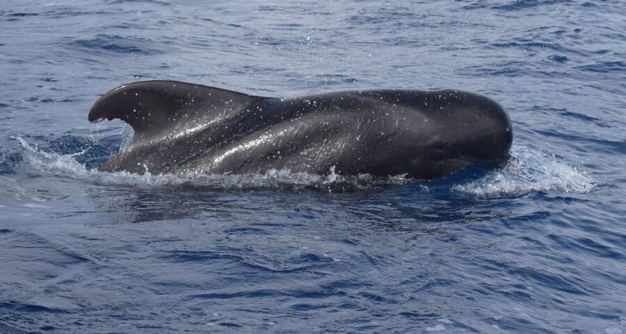 All Inclusive Whale and Dolphin Watching Luxury Tour - The secret stop and the 30-minute pause