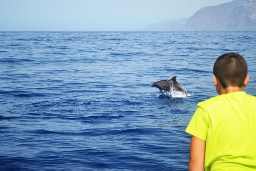 All Inclusive Whale and Dolphin Watching Luxury Tour - Swimming under Cabo Girão