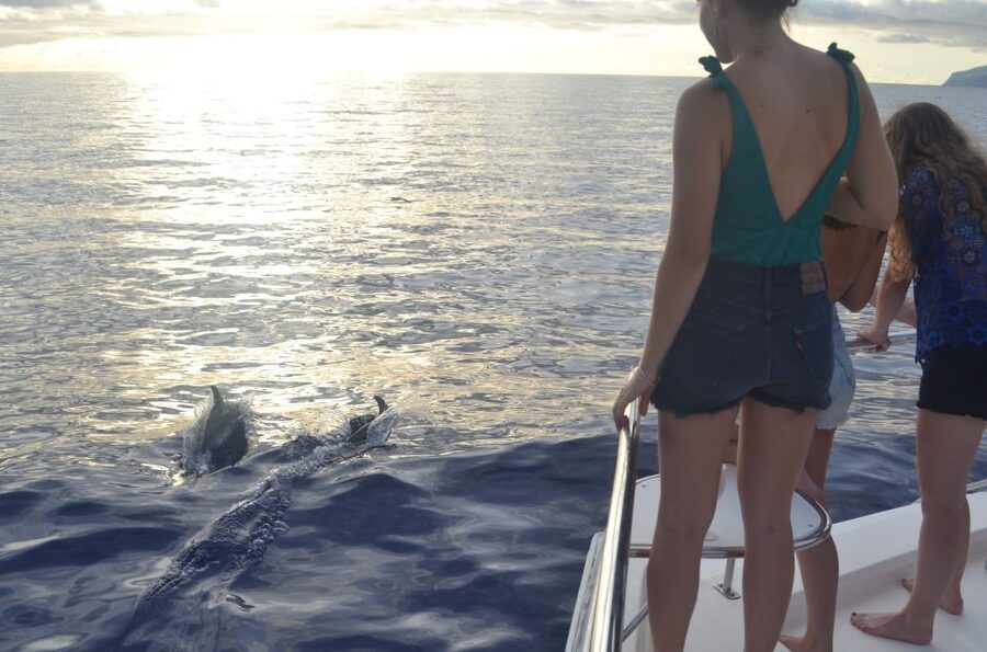 All Inclusive Whale and Dolphin Watching Luxury Tour - Why the $93 price can make sense