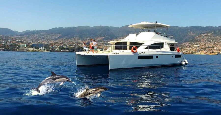 All Inclusive Whale and Dolphin Watching Luxury Tour - Searching for whales, dolphins, and turtles