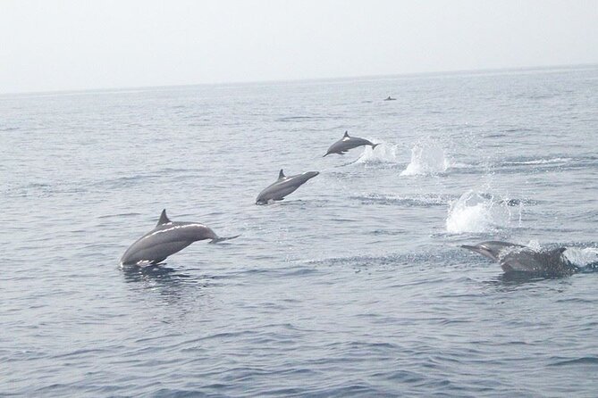 Amazing Dolphin Watching Tour In Muscat - Key points about the Muscat dolphin trip