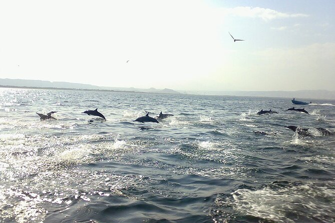 Amazing Dolphin Watching Tour In Muscat - Why this dolphin trip is worth your morning