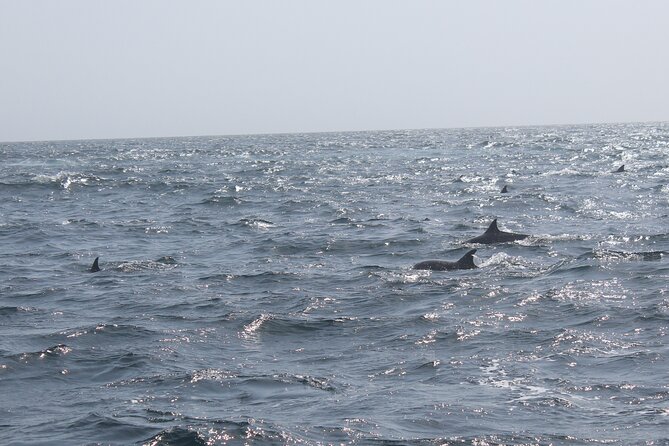 Amazing Dolphin Watching Tour In Muscat - Dolphins, whale sharks, and the limits of wildlife watching