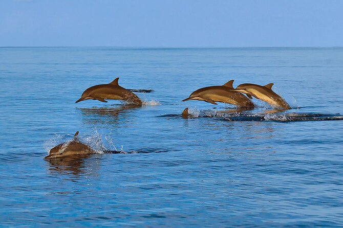 Amazing Dolphin Watching Tour In Muscat - The Muscat coastline from the water