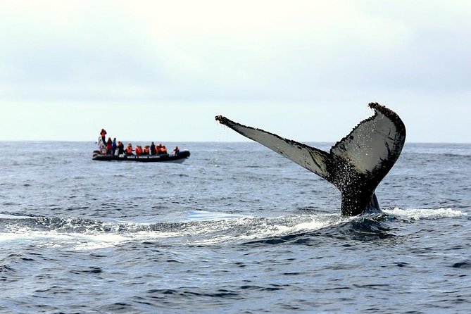Among Whales Dolphins and Volcanoes Full Day Tour With Lunch - Key points to know before booking