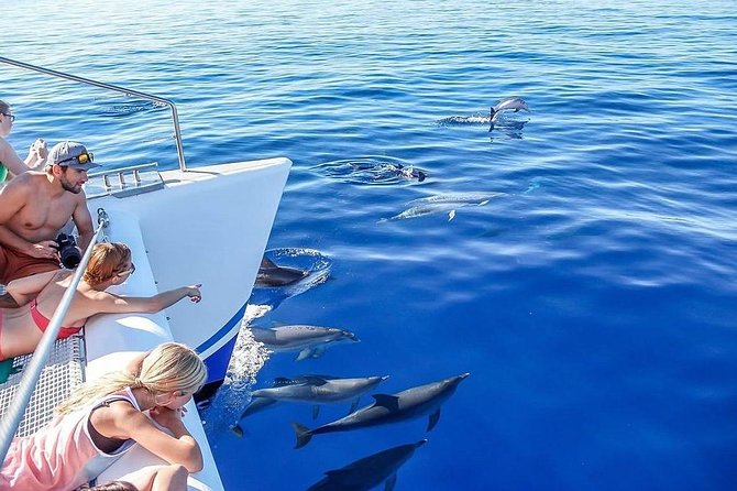Among Whales Dolphins and Volcanoes Full Day Tour With Lunch - A full day that joins ocean and volcano