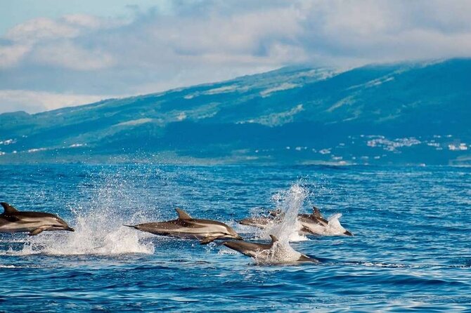 Among Whales Dolphins and Volcanoes Full Day Tour With Lunch - What whale watching is really like in the Azores