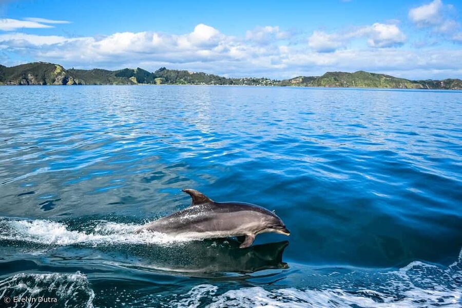 Ancient City or Dolphin observatıon cruise in Side w/Lunch - Dolphin Island and the limits of wildlife watching