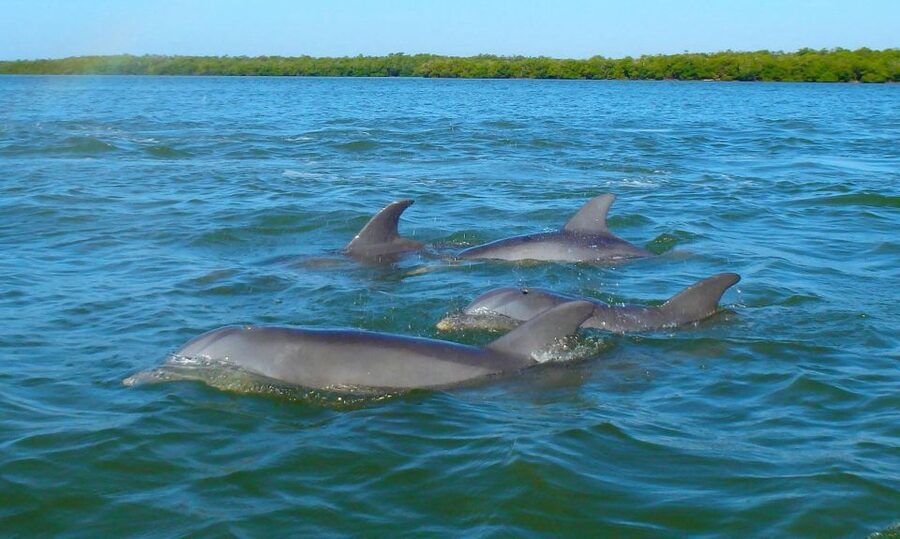 Anna Maria Island and Bradenton: Sunset Kayak Dolphin Tour - Key points to know before booking