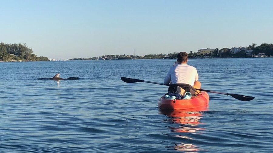 Anna Maria Island and Bradenton: Sunset Kayak Dolphin Tour - Wildlife beyond the dolphins