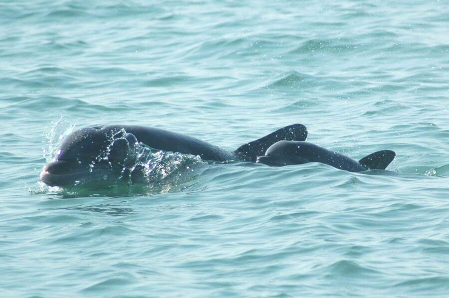 Anna Maria Island and Bradenton: Sunset Kayak Dolphin Tour - Booking, cancellations, and practical details