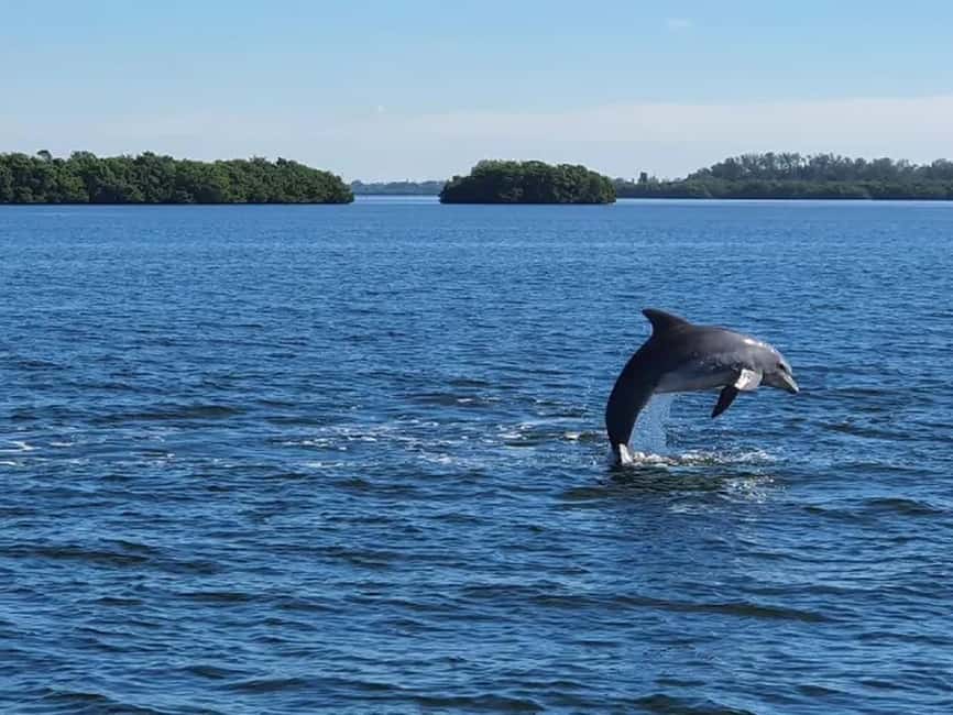 Anna Maria Island: Dolphin Cruise - Why this cruise works so well on Anna Maria Island