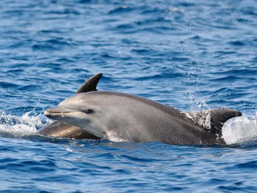Anna Maria Island: Dolphin Cruise - Gulf of Mexico views and calmer back-bay water