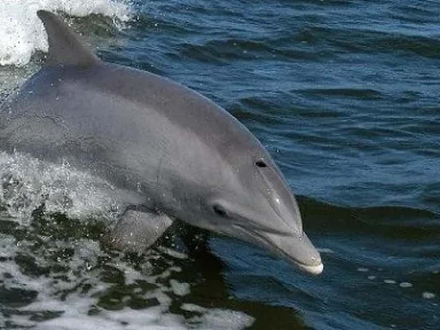 Anna Maria Island: Dolphin Cruise - What the guide adds to the experience