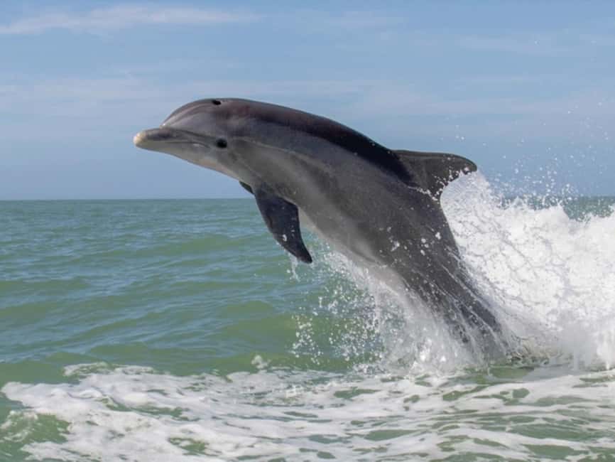 Anna Maria Island: Dolphin Cruise - Who should book this Anna Maria Island cruise?