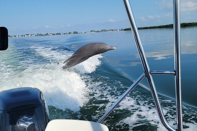 Anna Maria Island Dolphin Sightseeing Adventure - The dolphin search and what you may see