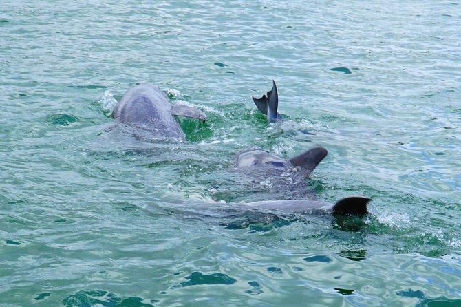 Anna Maria Island Dolphin Sightseeing Adventure - Is $55.20 a fair price?