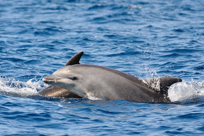 Anna Maria Island Dolphin Sightseeing Adventure - Captains who make the ride better