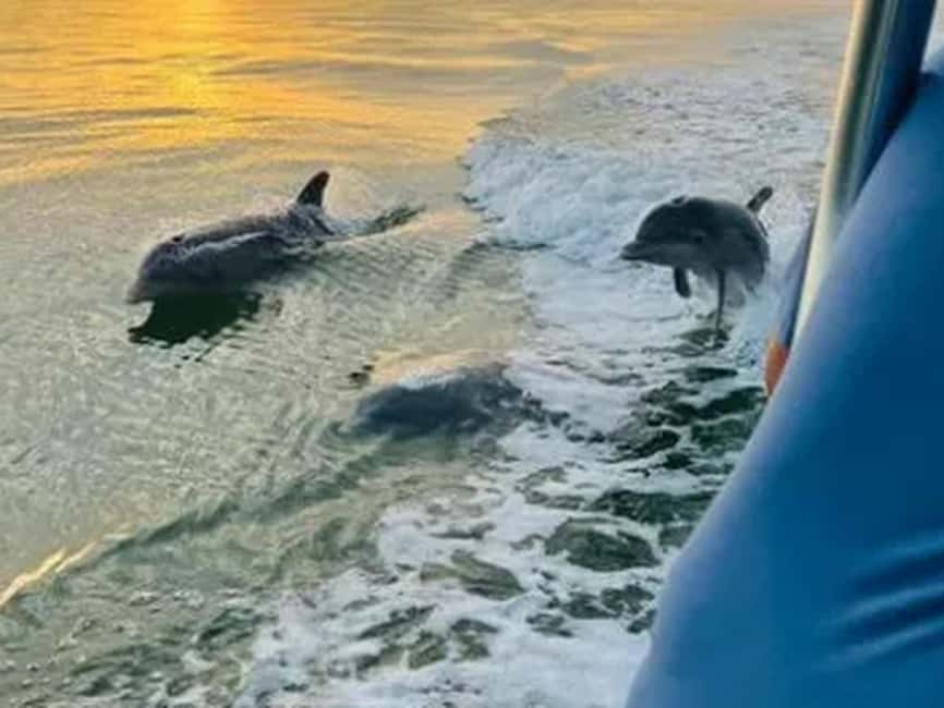 Anna Maria Island: Sunset Dolphin Cruise - Setting out from Anna Maria Island