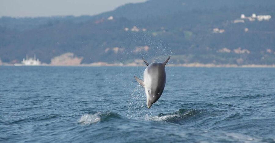 Arrábida - Sesimbra: Dolphin Watching - Watching Dolphins Without a Tank or Show