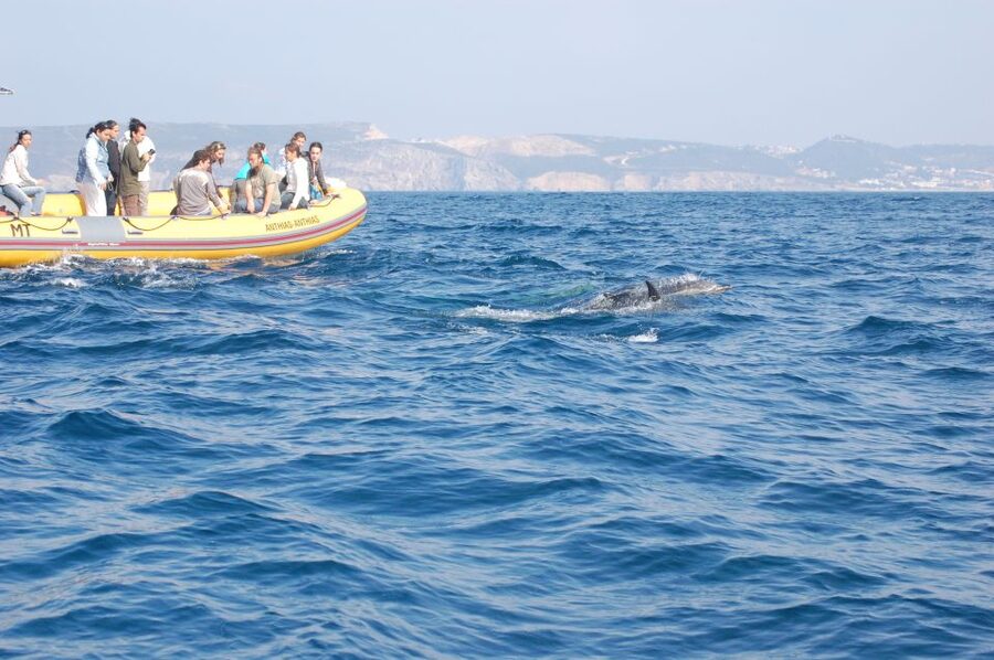 Arrábida - Sesimbra: Dolphin Watching - Collecting Plastic Along the Way