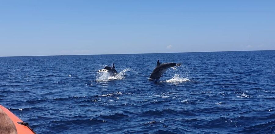 Arrábida - Sesimbra: Dolphin Watching - Coastline Views and a Possible Cave Detour