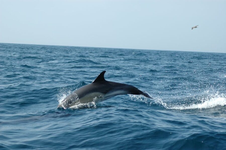 Arrábida - Sesimbra: Dolphin Watching - What the $58 Price Covers