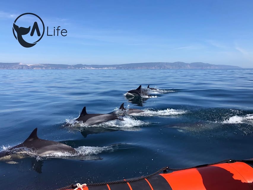 Arrábida - Sesimbra: Dolphin Watching - Why the Sado River Estuary Matters
