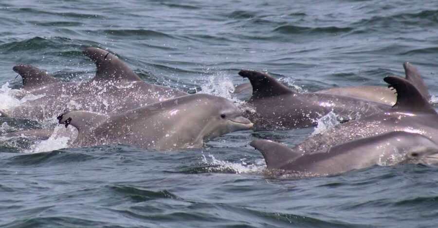 Atlantic City: Dolphin Watching Ocean Cruise Adventure - What the 90-minute schedule means for your day