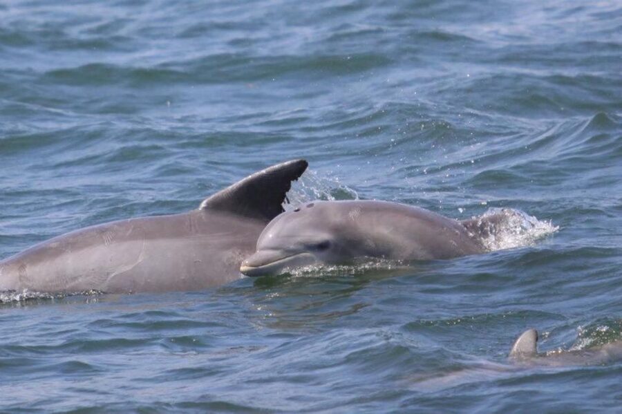 Atlantic City: Dolphin Watching Ocean Cruise Adventure - How the dolphin search works