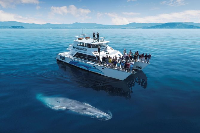 Auckland Dolphin and Whale Watching Eco-Safari Cruise - A 4.5-hour safari from downtown Auckland