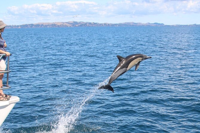 Auckland Dolphin and Whale Watching Eco-Safari Cruise - What you might actually see
