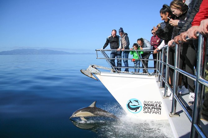 Auckland Dolphin and Whale Watching Eco-Safari Cruise - Viaduct Harbour, the Harbour Bridge, and the first views