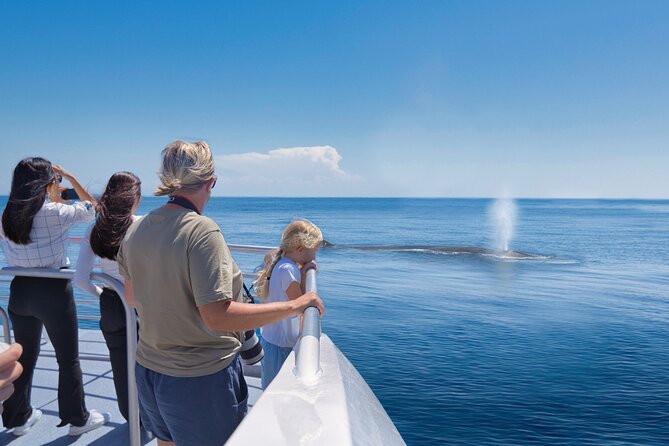 Auckland: Tikapa Moana Dolphin, Whale and Island Cruise - Searching for dolphins, whales, seals, and birds