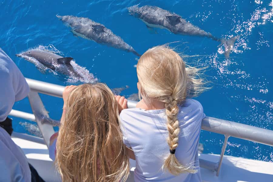 Auckland: Tikapa Moana Whales, Dolphins and Islands Cruise - Key points to know before booking