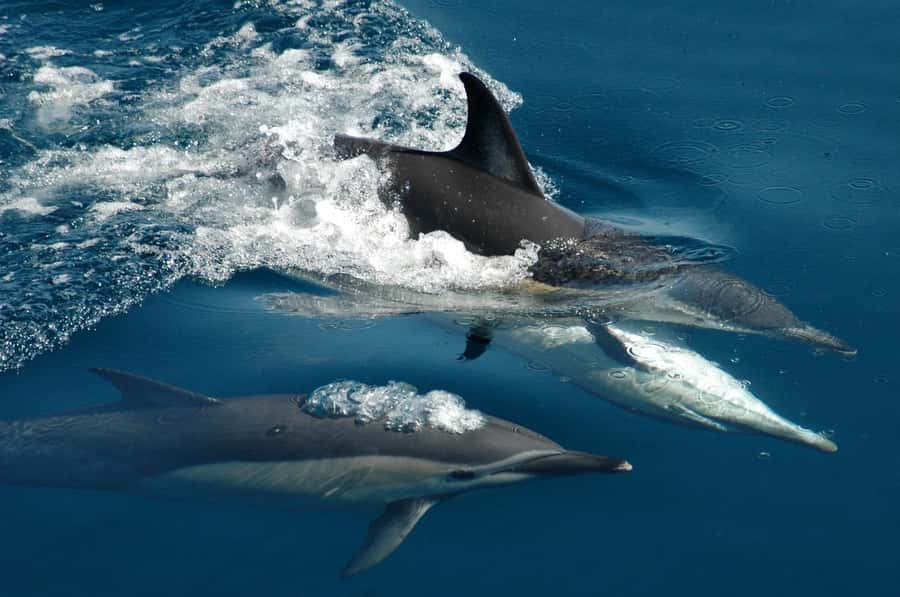 Auckland: Tikapa Moana Whales, Dolphins and Islands Cruise - Rotoroa Island: walking, wildlife, and quiet bays