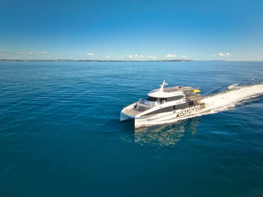 Auckland: Tikapa Moana Whales, Dolphins and Islands Cruise - Searching for whales and dolphins in the gulf