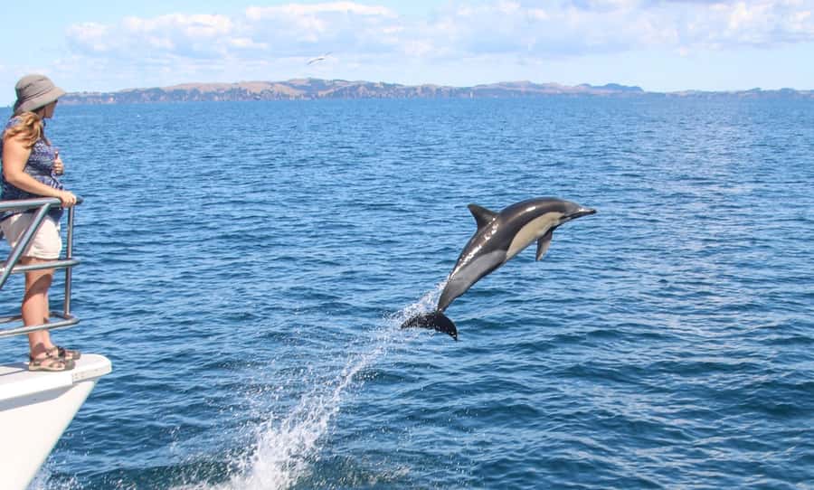 Auckland: Whale and Dolphin Watching Half-Day Eco Cruise - Key points to know before booking