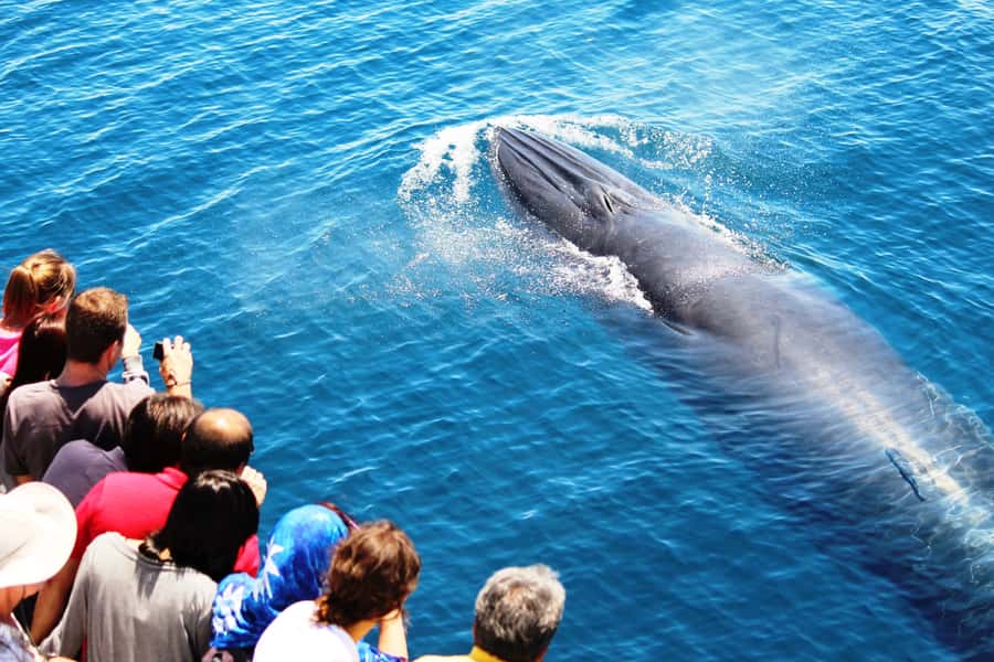 Auckland: Whale and Dolphin Watching Half-Day Eco Cruise - Leaving Auckland by catamaran