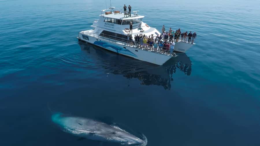 Auckland: Whale and Dolphin Watching Half-Day Eco Cruise - Why the science adds value