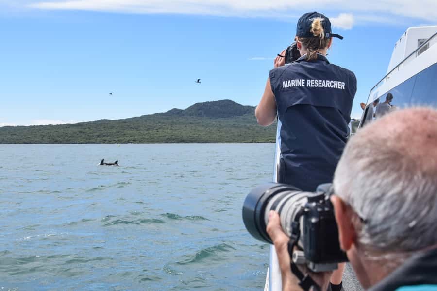 Auckland: Whale and Dolphin Watching Half-Day Eco Cruise - The real value of $130