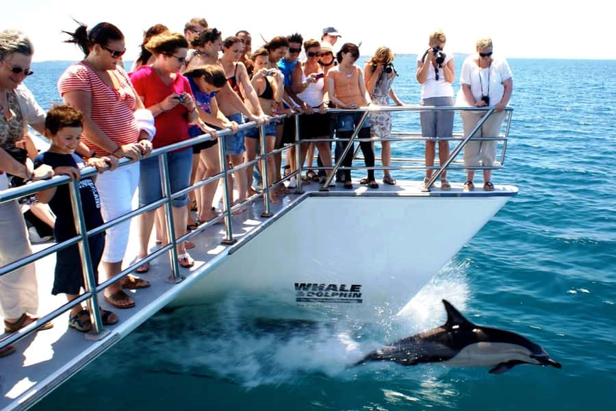 Auckland: Whale and Dolphin Watching Half-Day Eco Cruise - Comfort, weather, and practical limits