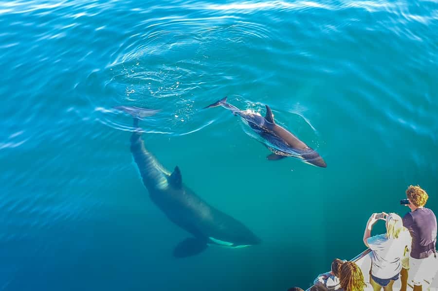 Auckland: Whale and Dolphin Watching Half-Day Eco Cruise - Who will enjoy this cruise most