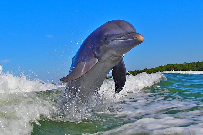Avi's Premium Dolphin Tour by Jet Ski - What the included gear means on the water